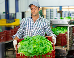 Focused man working on sorting line in vegetable factory, stacking plastic boxes with selected green lettuce prepared for storage or delivery to stores - obrazy, fototapety, plakaty