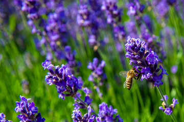 Bee Harvesting Nectar from Purple Lavender Flowers in Flight