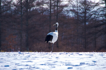 雪原に立つ一羽のタンチョウ。葉の無い森の木々の背景。