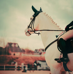 Portrait of a white horse with a braided mane and a rider in the saddle against the sky. Equestrian...