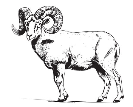 Ram Sheep farm hand drawn sketch illustration Cattle