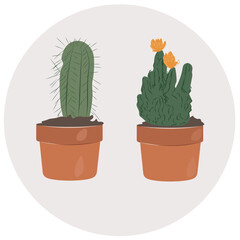 Cacti in flowerpots