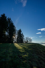 Silhouette of for trees in front of a sunset in the forest and blue sky