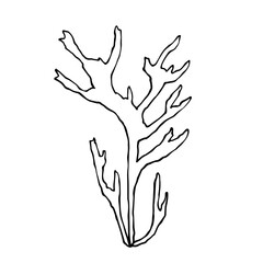 Sketch, doodle of sea grass, algae. Vector graphics.