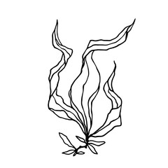Sketch, doodle of sea grass, algae. Vector graphics.