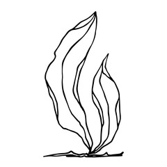 Sketch, doodle of sea grass, algae. Vector graphics.