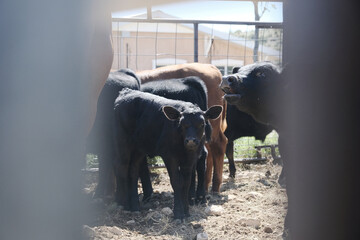 Calves during weaning on New Mexico ranch, beef in agriculture concept on cow farm.