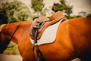 The sorrel racehorse is wearing sports equipment - saddle, stirrups, bridle on a summer day....