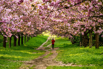 Woman in red jacket jogging through Cherry blossom in the sunshine in spring