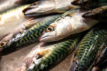 Fresh Edible Fish on Ice: Green Back, Ready for Preparation
