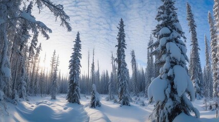 Fototapeta na wymiar Alaska forest in winter 