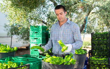 Farmer sorting ripe fresh green pepper after collecting on plantation.