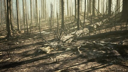 forest with smoke arter fire