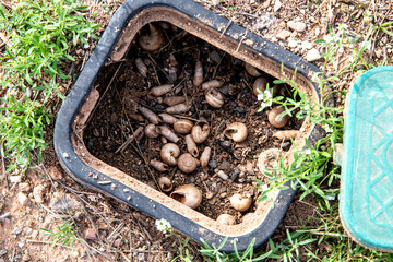 Abandoned Inspection Hatch with Snail Shells: Nature Documentation Below Ground