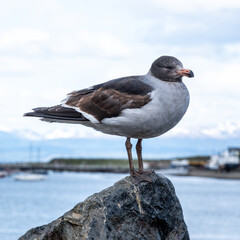 Close up of Dolphin Gull in Ushuaia Harbour, Tierra del Fuego, Patagonia, Argentina