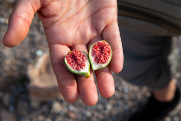 Fototapeta na wymiar Hand holding split fig with juicy red pulp
