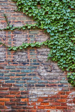 Red brick wall with faded paint and lush green ivy plant climbing right side, background asset © Nicholas J. Klein