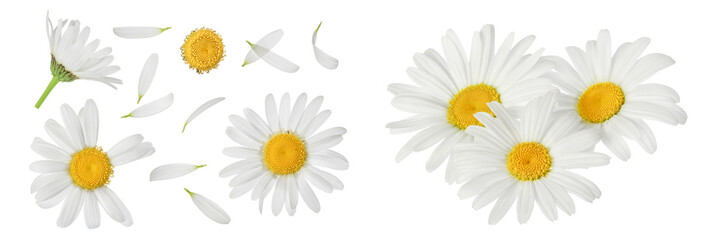 chamomile or daisies isolated on white background with  full depth of field. Set or collection. - obrazy, fototapety, plakaty