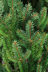 green fir branches background in winter forest