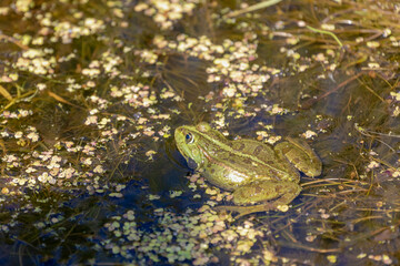 Selective focus of the marsh frog in swamp in its natural habitat, Pelophylax ridibundus is the largest frog native to Europe and belongs to the family of true frogs, Netherlands.