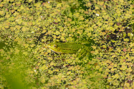 Selective focus of the marsh frog in swamp in its natural habitat, Pelophylax ridibundus is the largest frog native to Europe and belongs to the family of true frogs, Netherlands.