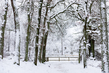 Beautiful winter landscape, snowy trees, forest road. Landscape