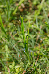 Bluet, male, Narrow-winged Damselflies, Family Coenagrionidae, pond damsels, American Bluets