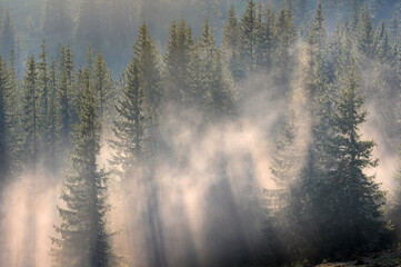 Forest in morning fog