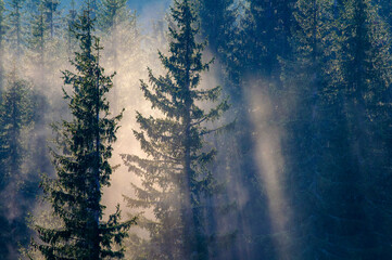 Dense pine forest in morning fog