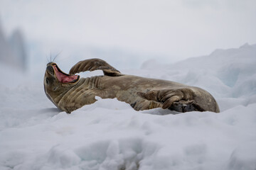 Yawning Weddell Seal - obrazy, fototapety, plakaty
