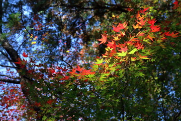 参道を彩るモミジ　（高知県　五台山竹林寺より）