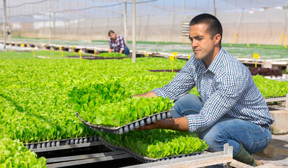 Caucasian man gardener working in hothouse, placing seedling tray with lettuce.