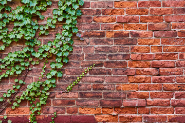 Aging red brick wall with lush green vines ivy, plant growing on left side, background asset