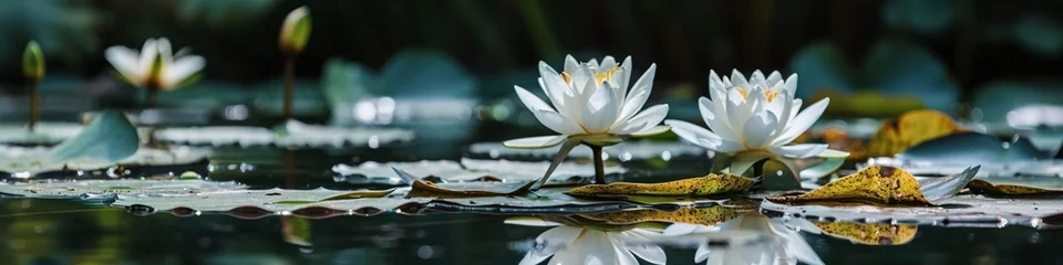 Foto op Canvas A tranquil scene of water lilies on a reflective pond, their delicate blossoms floating serenely on the calm water surface. © Fahad