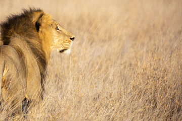 Lion (Panthera Leo) walking away, Kenya.