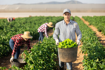 Farmer carrying basket with freshly bell peppers on farm field
