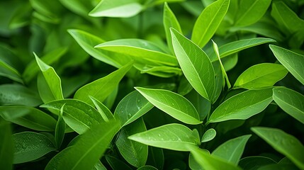 Fototapeta premium leaves background with generative ai