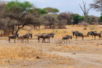 Herd of blue wildebeest (Connochaetes taurinus) in Tarangire National Park, Tanzania