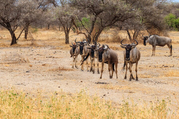 Herd of blue wildebeest (Connochaetes taurinus) in Tarangire National Park, Tanzania