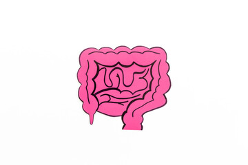 Human organs concept. Healthy intestines model, top view. Medical background