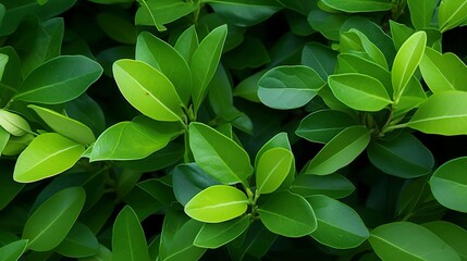 leaves background with generative ai