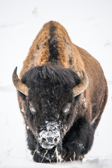 Bison Head on in Snow - 696612289