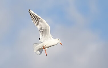 Fototapeta premium Common Black-headed Gull in flight, Larus ridibundus, birds of Montenegro
