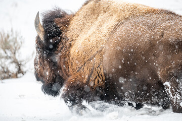 Bison Running in Snow - 696612455