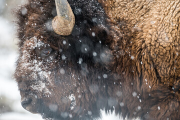 Bison Closeup in Snow - 696612474