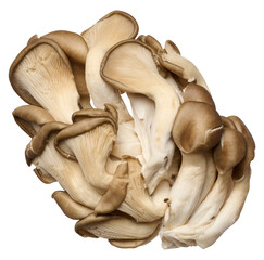 Fresh oyster mushrooms on a white isolated background