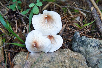 group of three white and brown mushrooms in the autumn forest magical nature