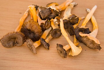 mycology day mushrooms on a table. northern spain harvesting.