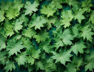 Green leaves background, nature green concept background