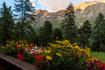 Swiss Alps Flowers - 696614060